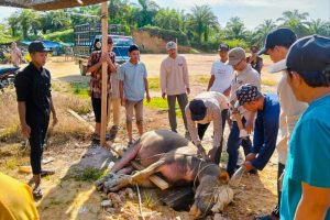 Pelaksanaan Qurban Desa Sinunukan III Diundur ke 7 Juni 2025, Sebanyak 21 Hewan Siap Disembelih